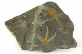 Ordovician Brittle Star (Ophiura) Fossil With Carpoid - Morocco #350640-1